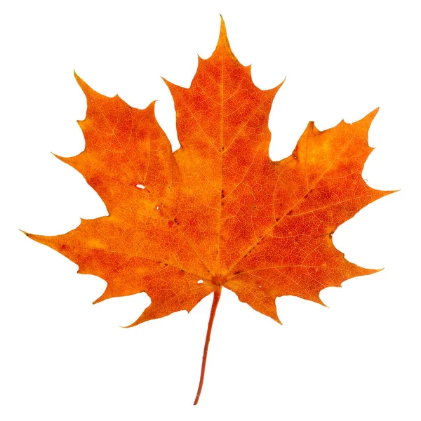 Vibrant Detailed Colorful Autumn Leaf White Background — Stock Photo, Image