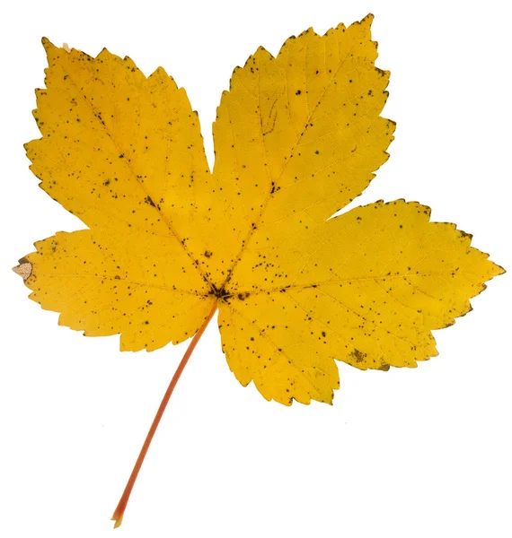 Lebendige Detaillierte Bunte Herbstblatt Auf Weißem Hintergrund — Stockfoto