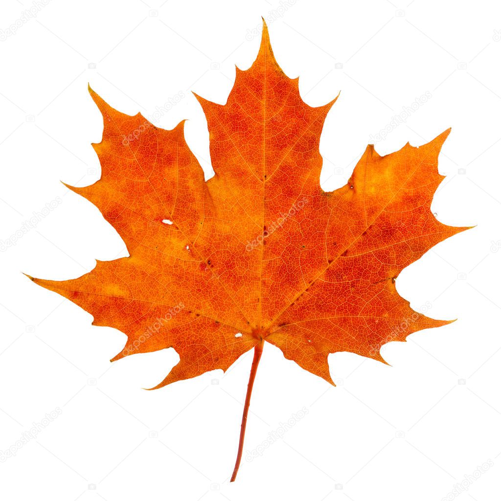 Vibrant detailed colorful autumn leaf on white background.