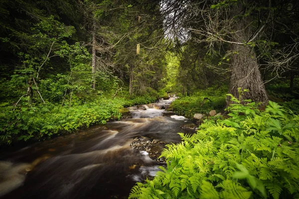 Fluxo Montanha Florestal Após Dias Chuvosos Verão Noruega — Fotografia de Stock