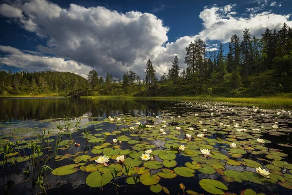 Vegetação Verão Pequeno Lago Montanha Perto Jervskogen Área Jonsvatnet Meio — Fotografia de Stock