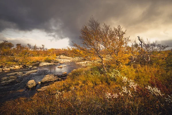 Paisagens Outonais Das Montanhas Sylan Árvore Com Folhas Amarelas Luz — Fotografia de Stock