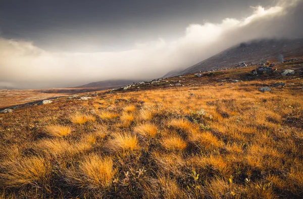 Gelbes Herbstliches Grasmotiv Den Sylanischen Bergen Norwegische Landschaft — Stockfoto