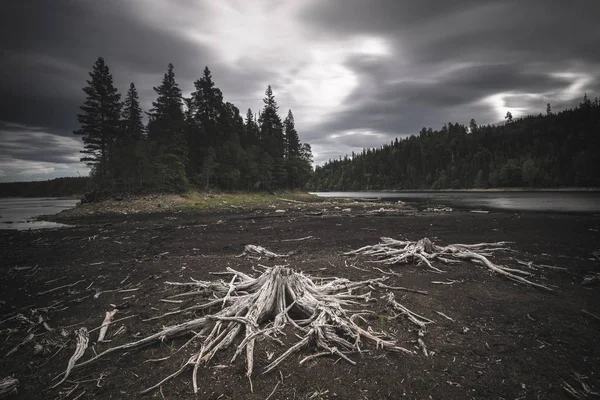 Seque Margens Lago Foldsjoen Meio Noruega Formas Fantásticas Raízes Antigas — Fotografia de Stock