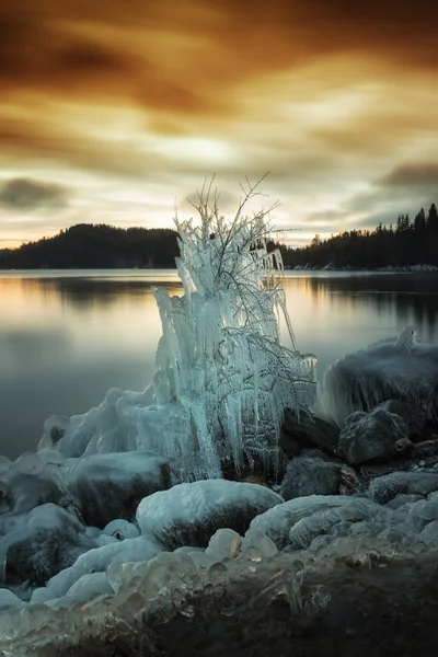Лед Покрыл Дерево Берег Озера Джонсватнет Норвегии Замороженные Ледяные Скульптуры — стоковое фото