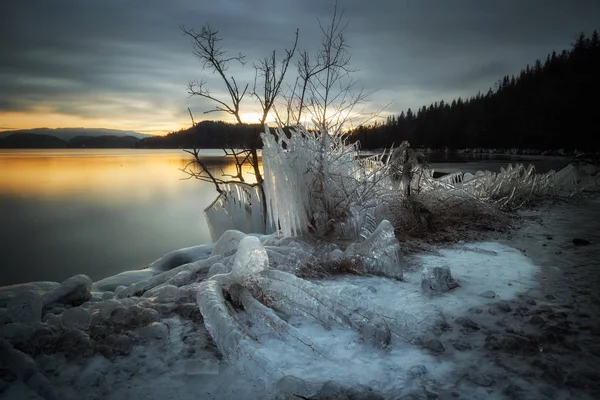 Лед Покрыл Дерево Берег Озера Джонсватнет Норвегии Замороженные Ледяные Скульптуры — стоковое фото