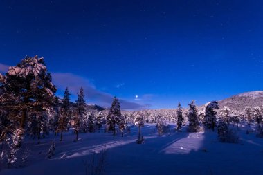 Gece karlı ormanın içinde. Norveç kış.