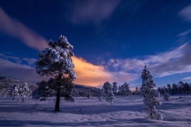 Gece karlı ormanın içinde. Norveç kış.