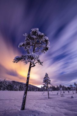 Gece karlı ormanın içinde. Norveç kış.