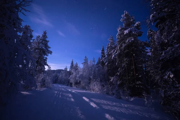 Natt i den snöiga skogen. Norska vintertid. — Stockfoto