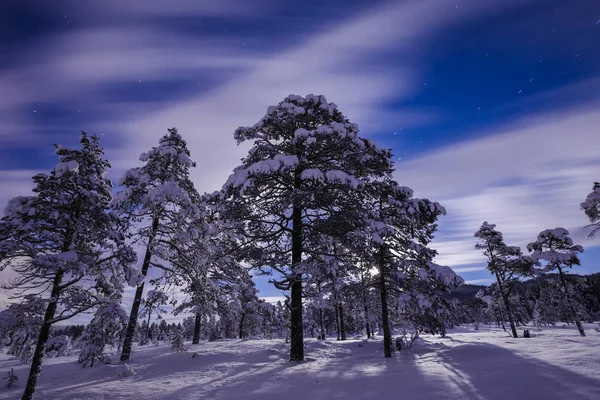 Noite na floresta nevada. Inverno norueguês . — Fotografia de Stock