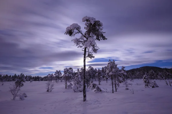Natt i den snöiga skogen. Norska vintertid. — Stockfoto