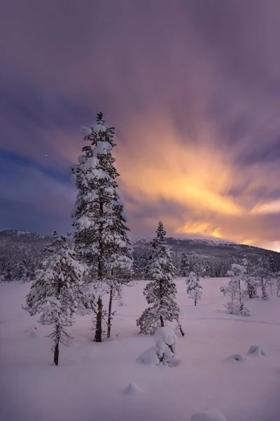 Gece karlı ormanın içinde. Norveç kış.