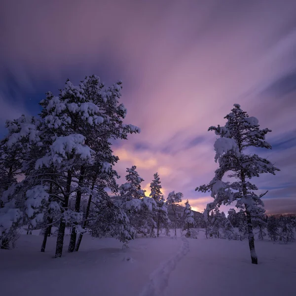 Noche en el bosque nevado. Invierno noruego . —  Fotos de Stock