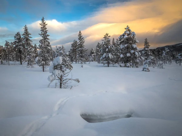 Neve fresca profunda na floresta nórdica. Paisagens boreais no inverno — Fotografia de Stock