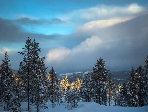 Nieve fresca y profunda en el bosque noruego. Paisajes boreales en invierno —  Fotos de Stock