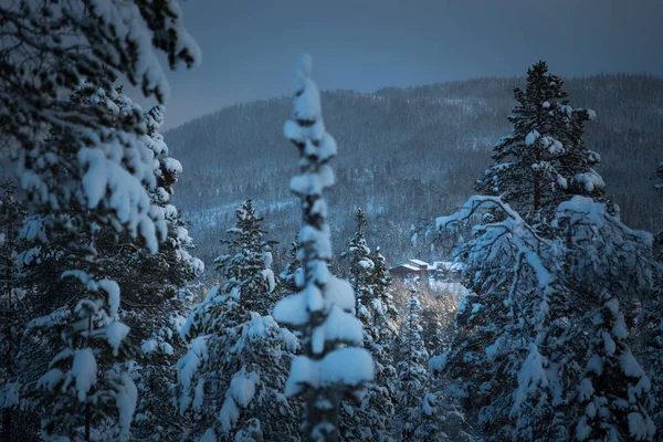 Neve fresca profunda na floresta nórdica. Paisagens boreais no inverno — Fotografia de Stock