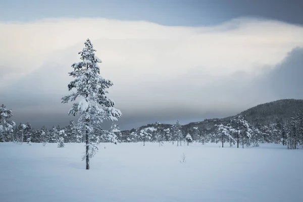 ノルウェーの森の深い雪。冬に北方の風景 — ストック写真