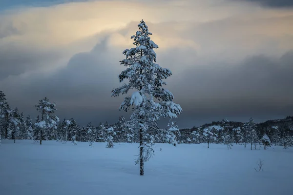 Syvää tuoretta lunta norjalaisessa metsässä. Boreaaliset maisemat talvella — kuvapankkivalokuva