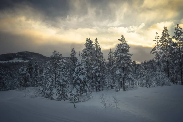 Neve fresca profunda na floresta nórdica. Paisagens boreais no inverno — Fotografia de Stock