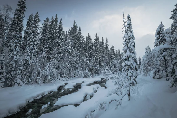 Βαθιά φρέσκο χιόνι στο νορβηγικό δάσος. Αρκτικά τοπία το χειμώνα — Φωτογραφία Αρχείου