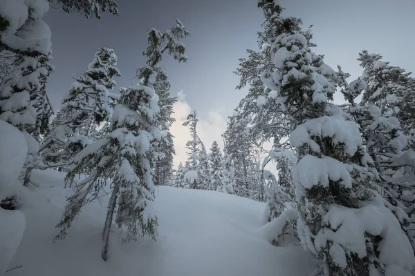 Neve fresca profunda na floresta nórdica. Paisagens boreais no inverno — Fotografia de Stock
