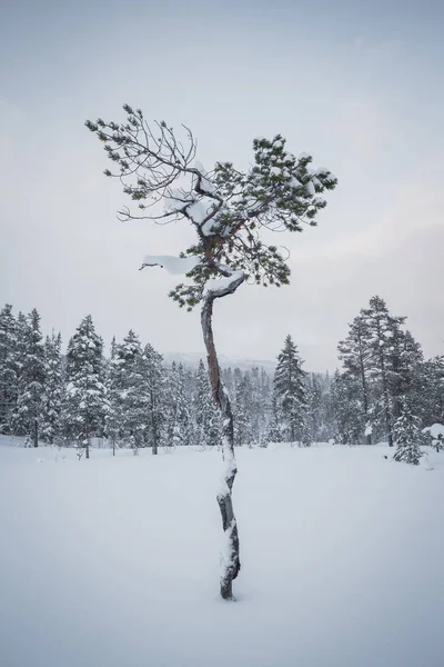 Neve fresca profunda na floresta nórdica. Paisagens boreais no inverno — Fotografia de Stock