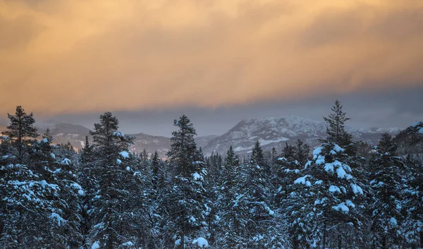 Neve fresca profunda na floresta nórdica. Paisagens boreais no inverno — Fotografia de Stock