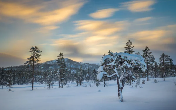 ノルウェーの森の深い雪。冬に北方の風景 — ストック写真