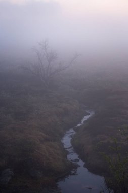 Sisli beyaz gece Nordgruvefeltet, orta Norveç alanında. Boreal çam ormanı.
