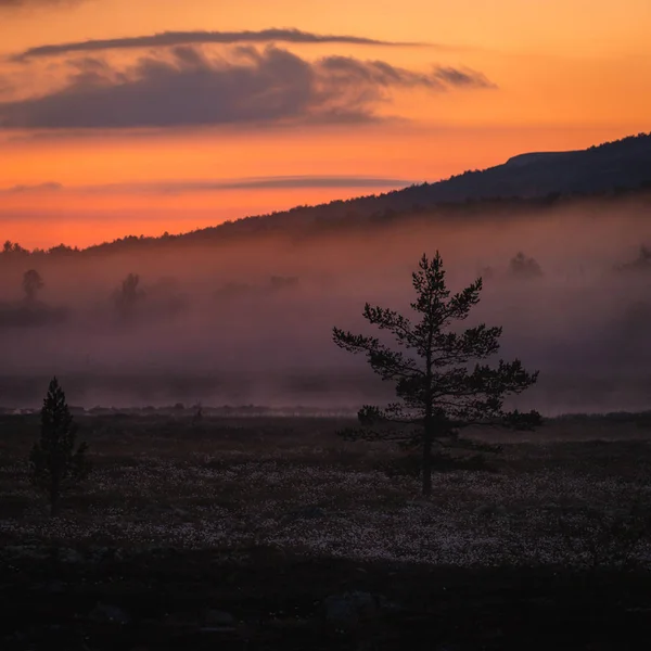 Neblig Weiße Nacht Bereich Nordgruvefeltet Mittelnorwegen Borealer Kiefernwald — Stockfoto