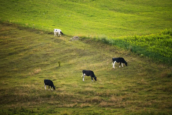 Cows Field Polish Rural Landscape Late Evening Golden Light Colorful — Stock Photo, Image