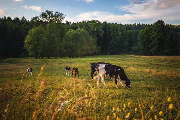Cows on the field, polish rural landscape, late evening golden light. Colorful meadows.