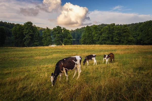 İnekler sahada, Polonya kırsal manzara, geç akşam altın ışık. Renkli meadows.