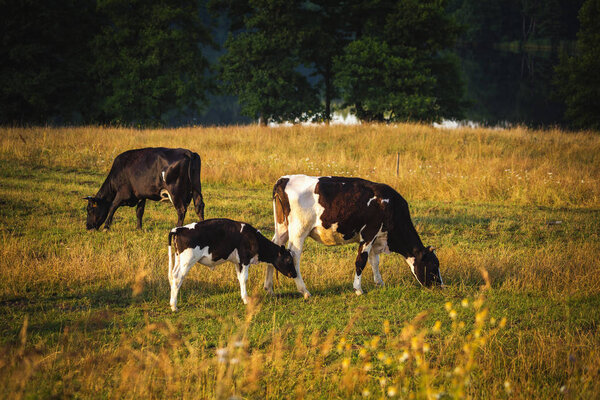 Cows on the field, polish rural landscape, late evening golden light. Colorful meadows.