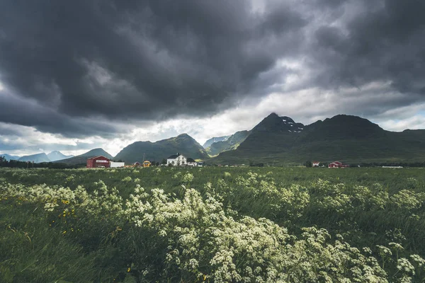 Blühende Wiese Der Nähe Von Fredvang Dorf Erhaben Norwegen Sommerferienreise — Stockfoto