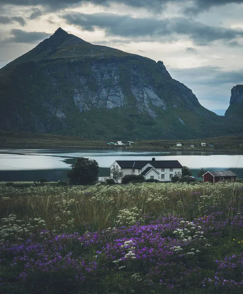 ロフォーテン諸島の草原で開花 ノルウェーの伝統的木造建築 — ストック写真