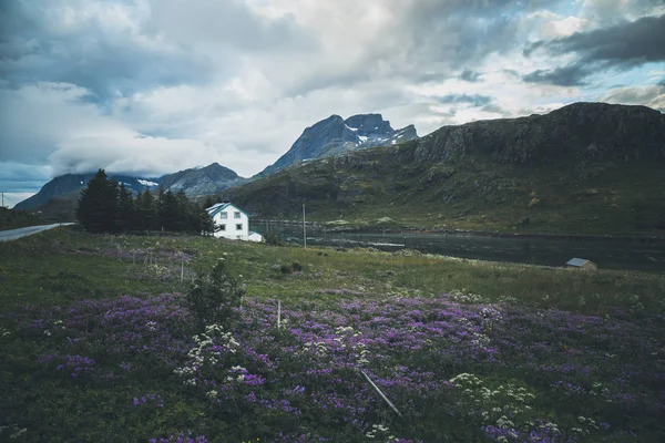 Blühende Wiesen Auf Erhabenen Inseln Traditionelle Holzarchitektur Norwegens — Stockfoto