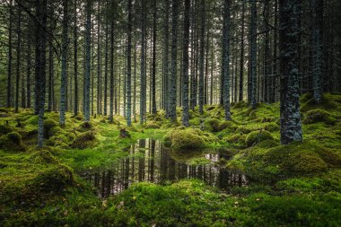 Boreal orman zemini. Yosunlu zemin ve sıcak, sonbahar ışık. Norveç woodlands. Storfossen şelaleler, doğal reservat alanı.