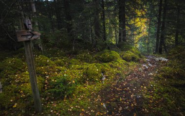 Boreal orman zemini. Yosunlu zemin ve sıcak, sonbahar ışık. Norveç woodlands. Storfossen şelaleler, doğal reservat alanı.
