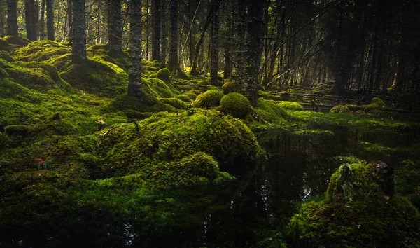 Boreal orman zemini. Yosunlu zemin ve sıcak, sonbahar ışık. Norveç woodlands. Storfossen şelaleler, doğal reservat alanı.