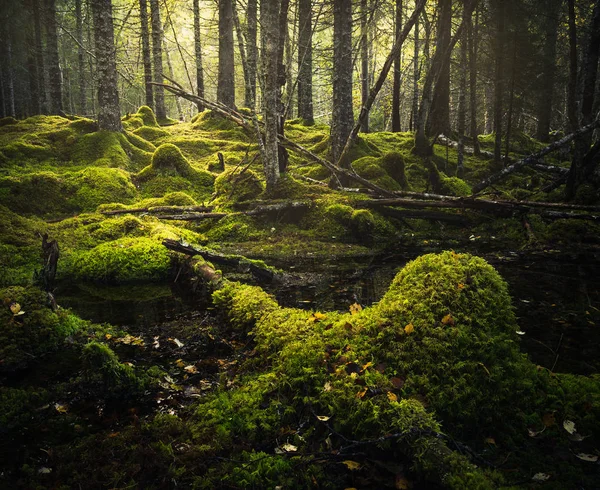 Boreal orman zemini. Yosunlu zemin ve sıcak, sonbahar ışık. Norveç woodlands. Storfossen şelaleler, doğal reservat alanı.