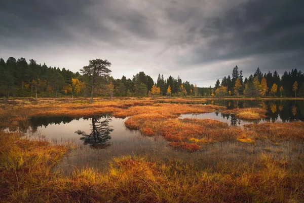 Pântano Floresta Boreal Perto Trondheim Noruega Área Lago Skjellbreia Bymarka — Fotografia de Stock