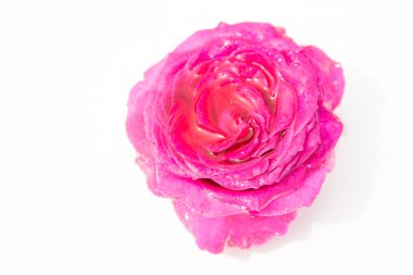 Güzel taze çiçekler. Hassasiyet ve hoş kokulu. Bahçe gül