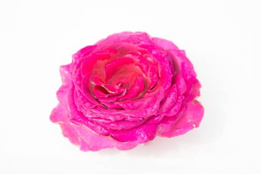 Güzel taze çiçekler. Hassasiyet ve hoş kokulu. Bahçe gül