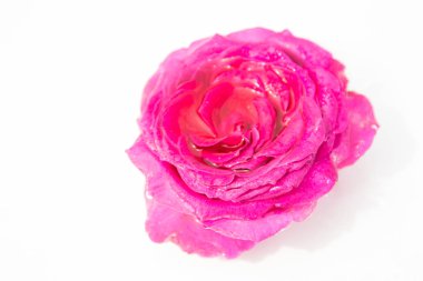 Güzel taze çiçekler. Hassasiyet ve hoş kokulu. Bahçe gül