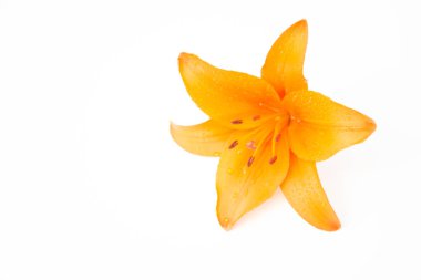 Güzel taze çiçekler. Hassasiyet ve hoş kokulu. Bahçe lilyum