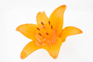 Güzel taze çiçekler. Hassasiyet ve hoş kokulu. Bahçe lilyum