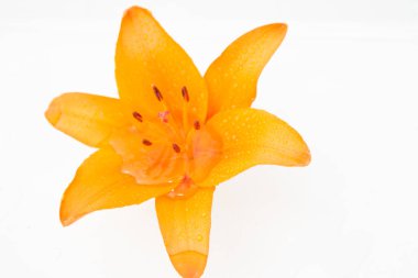 Güzel taze çiçekler. Hassasiyet ve hoş kokulu. Bahçe lilyum