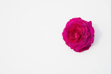 Güzel taze çiçekler. Hassasiyet ve hoş kokulu. Bahçe gül